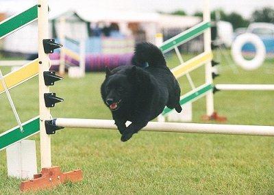  Ben at Agility
Click to enlarge the image